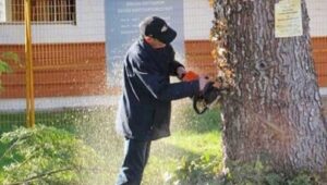 Chopping Down Crime!: Prosecuting Unlawful Tree Cutting Violations in BC